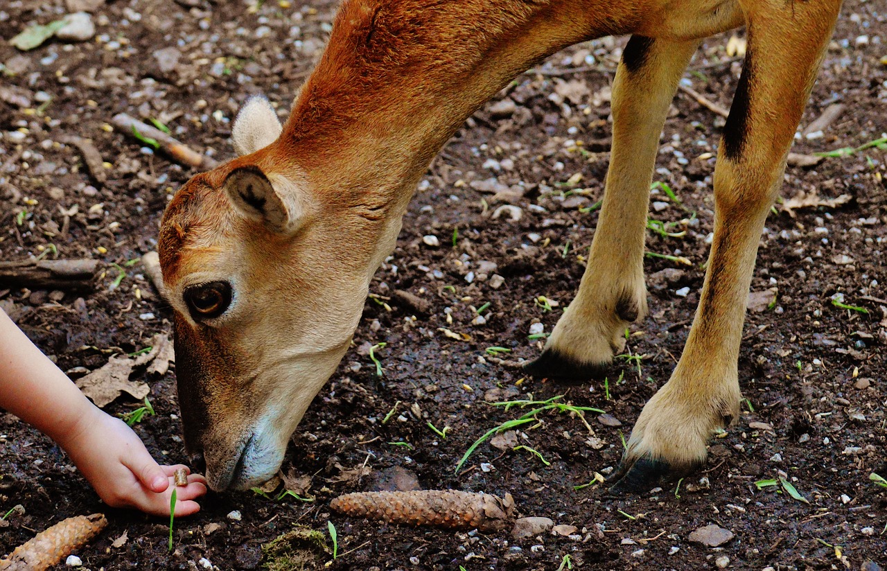 roe deer child feed free photo