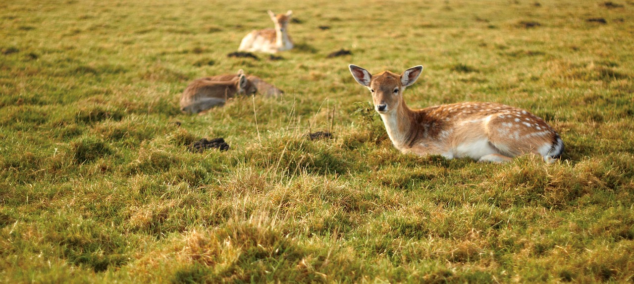 roe deer animal nature free photo