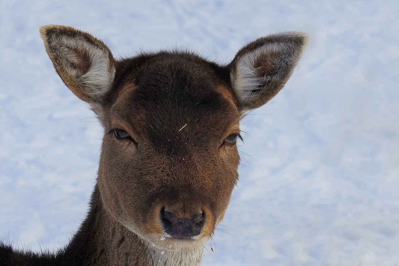 roe deer fallow deer nature free photo