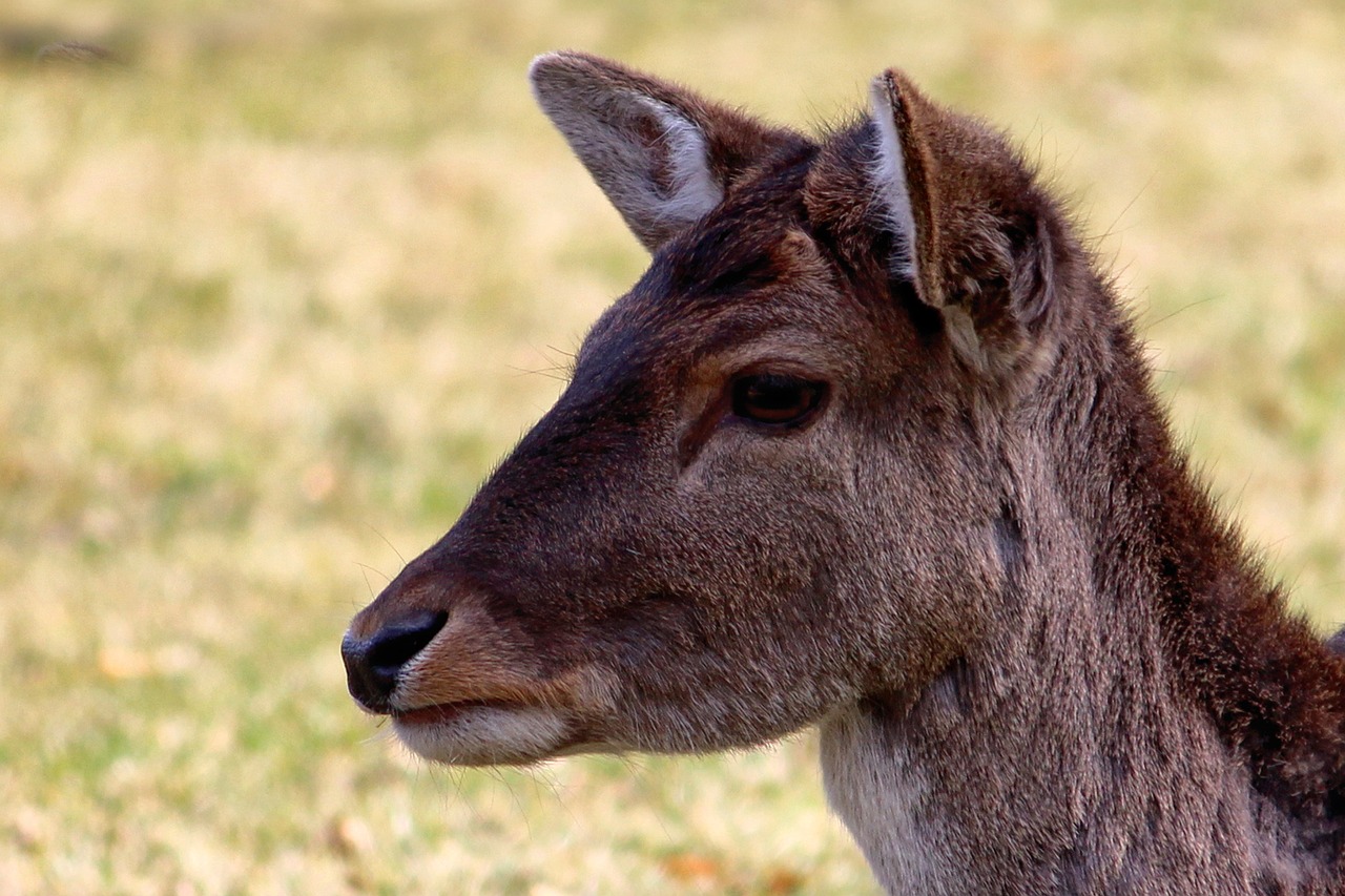 roe deer fallow deer nature free photo