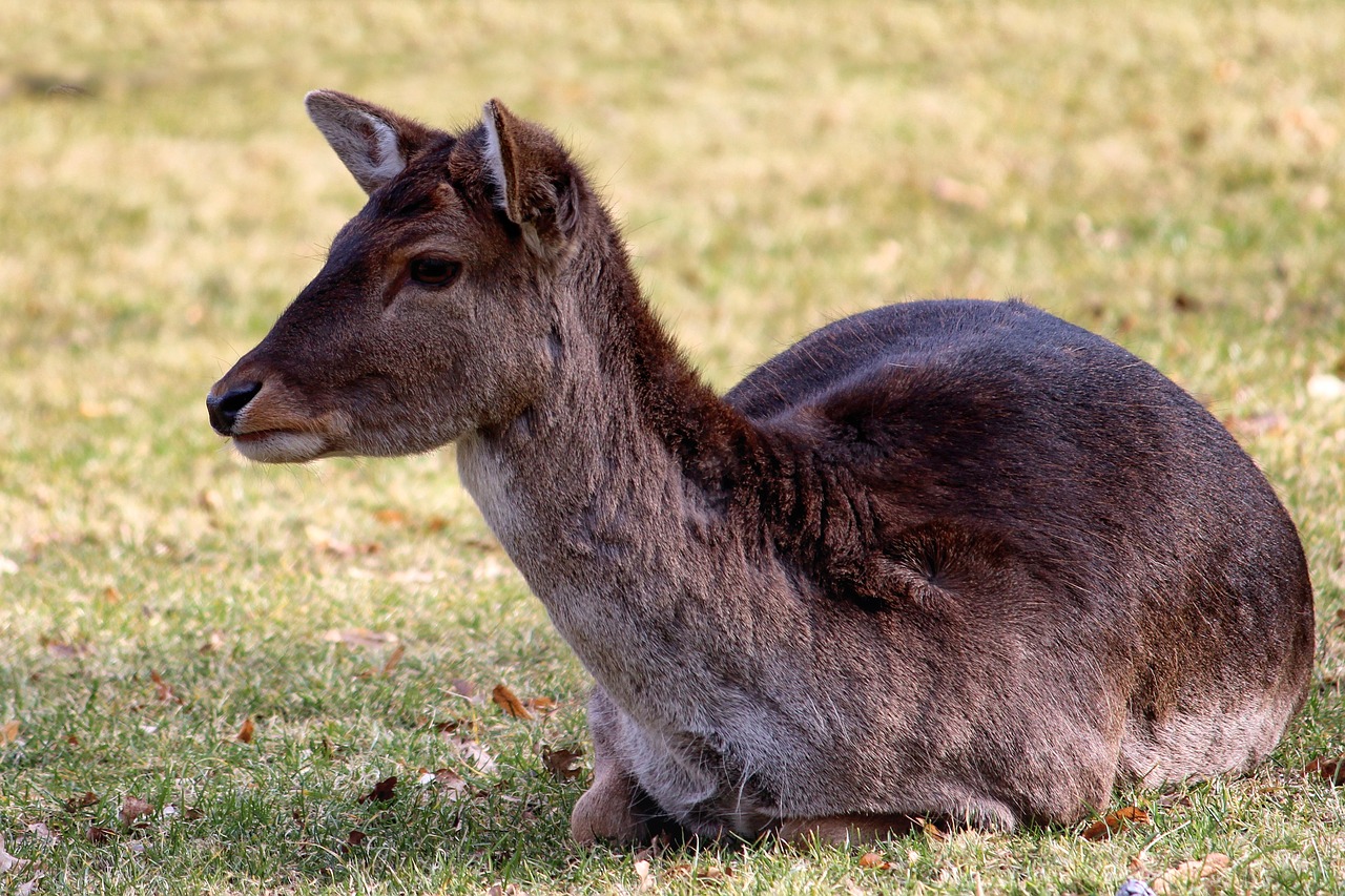 roe deer fallow deer lying free photo