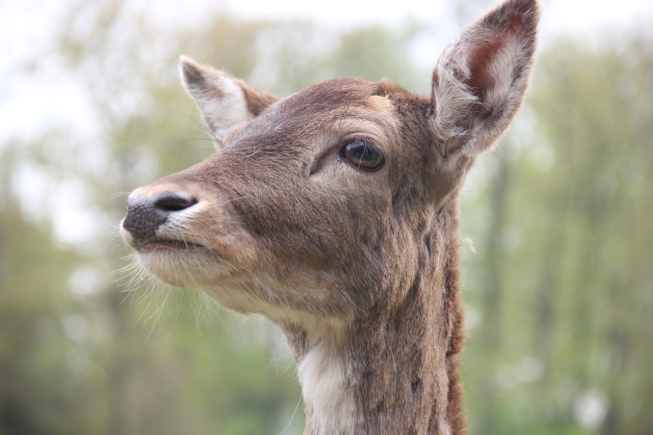 roe deer close wildlife photography free photo