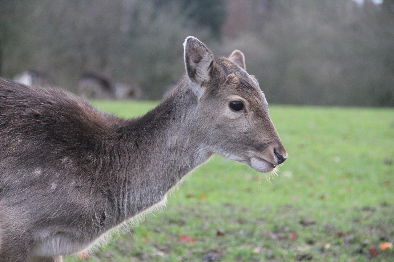 roe deer from the side kitz free photo