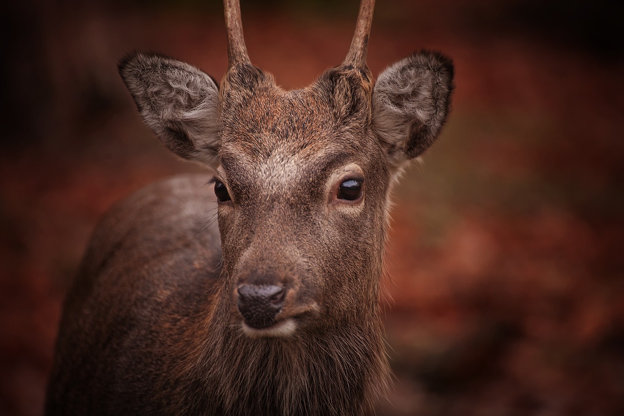 roe deer animal nature free photo