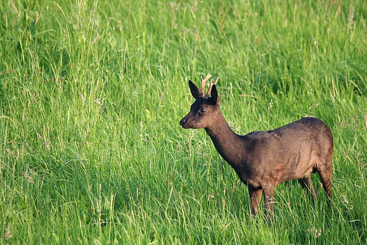 roe deer bock deer free photo