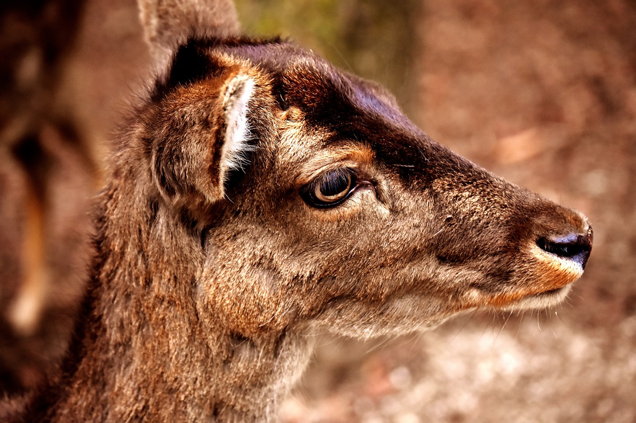 roe deer animal forest free photo