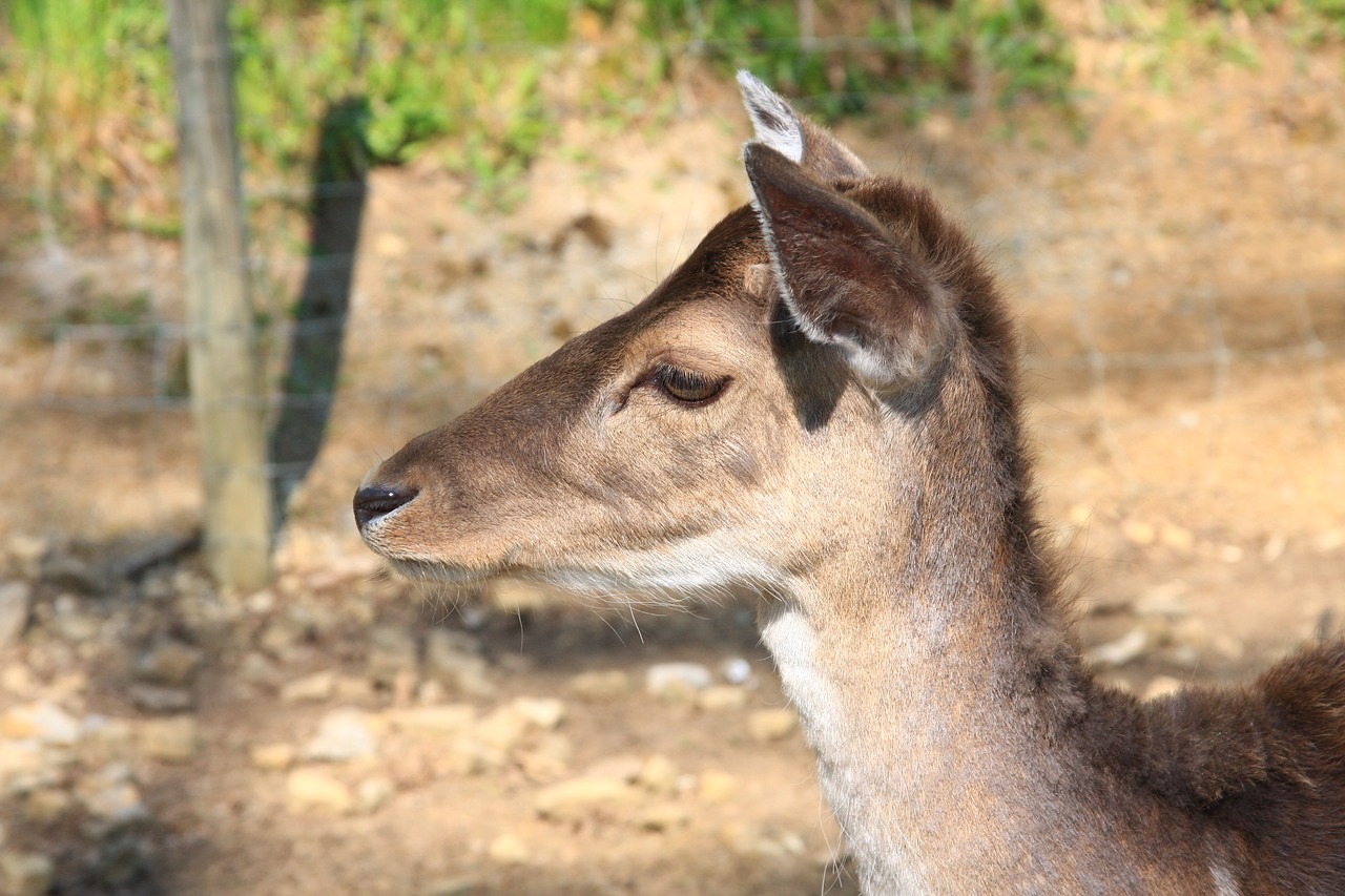 roe deer nature forest animal free photo