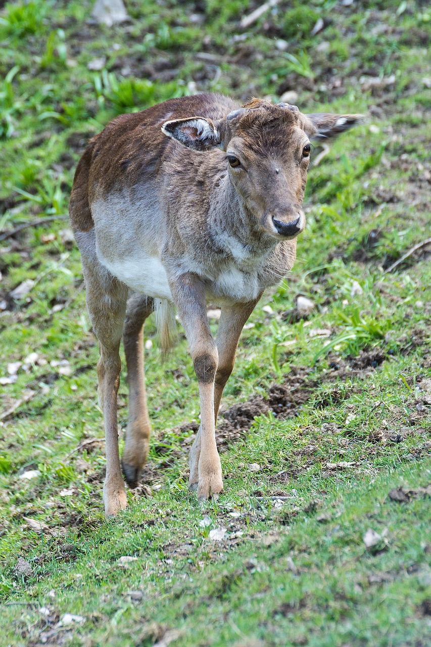 roe deer forest fallow deer free photo