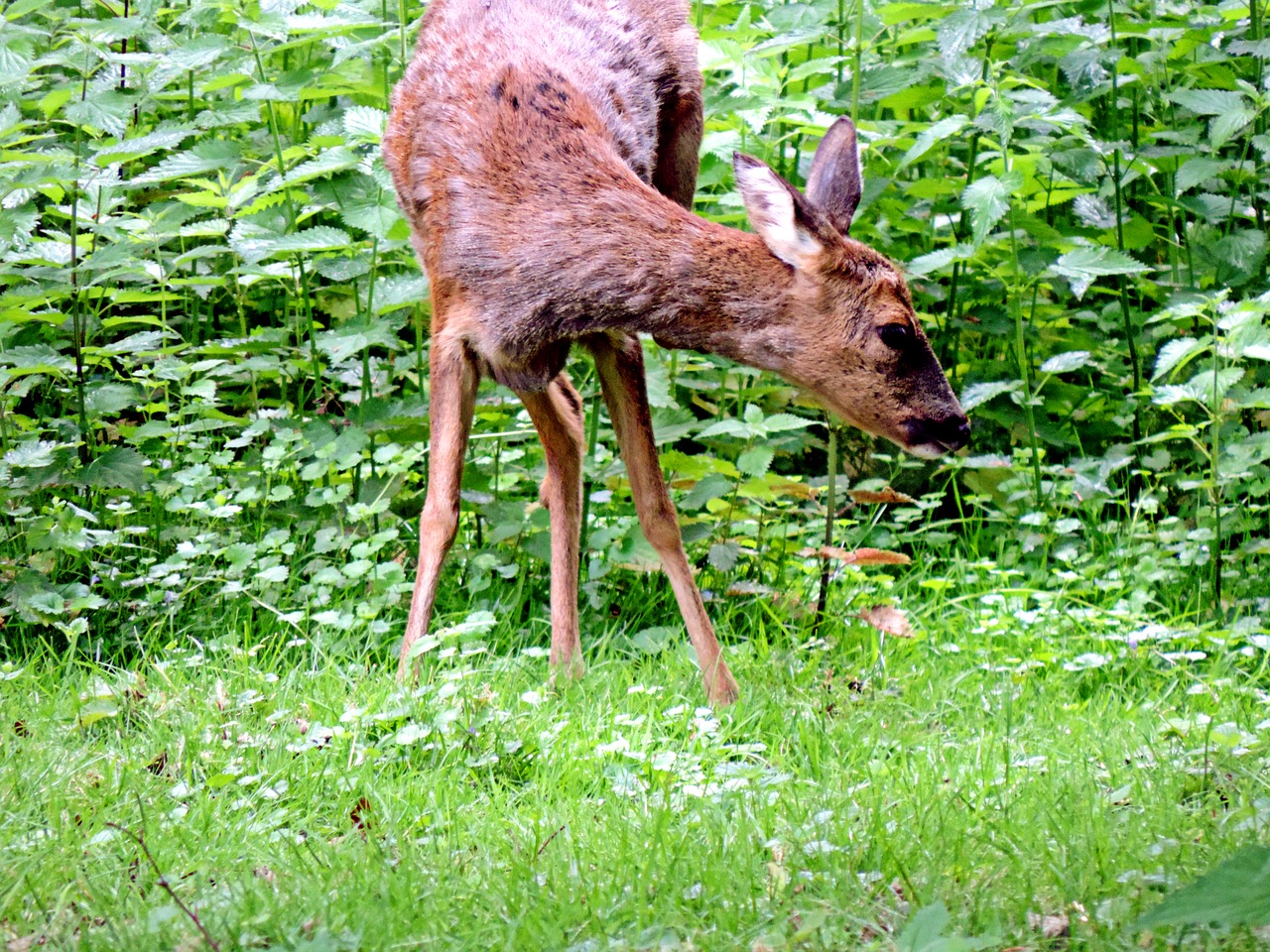 roe deer paarhufer mammal free photo