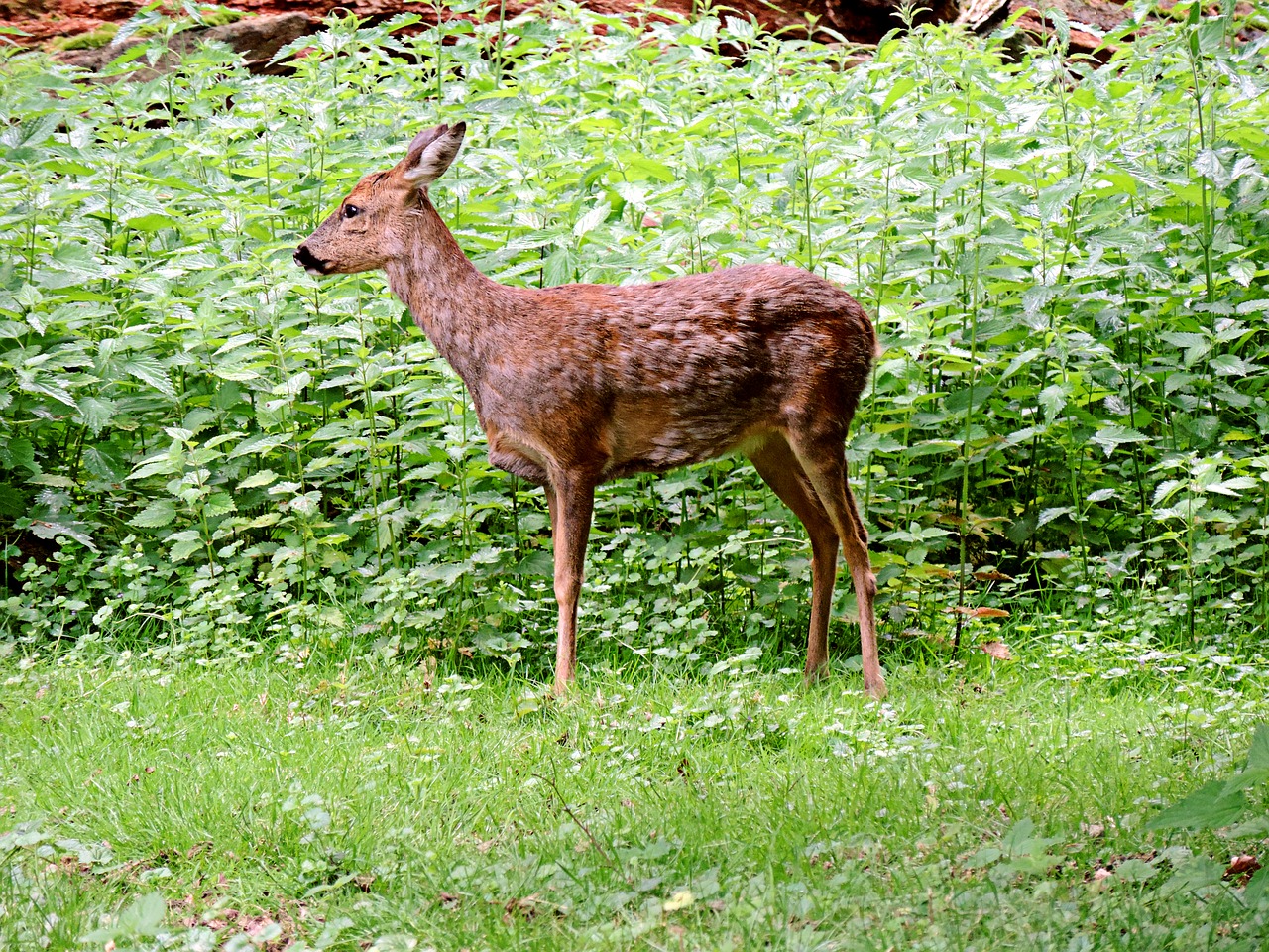 roe deer paarhufer mammal free photo