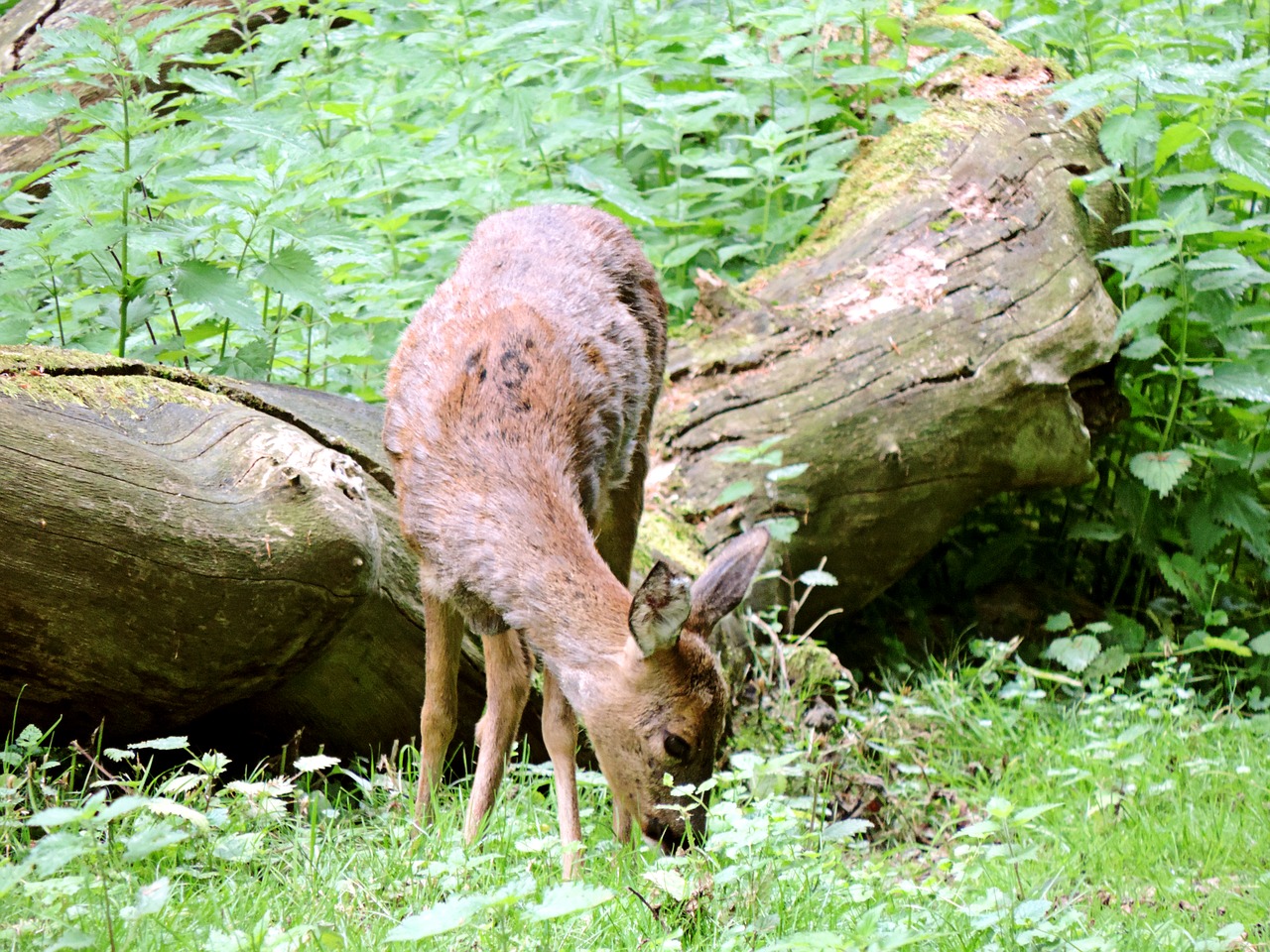 roe deer paarhufer mammal free photo