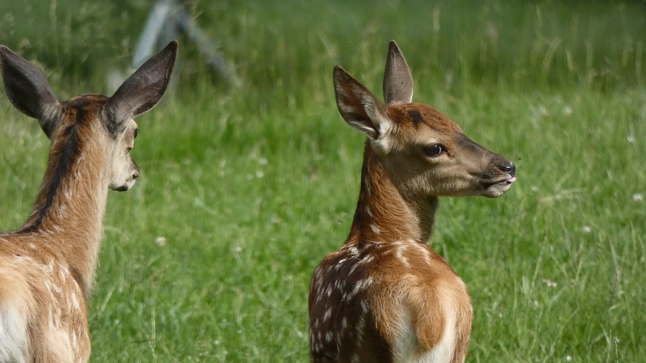 roe deer black forest deer with fawn free photo