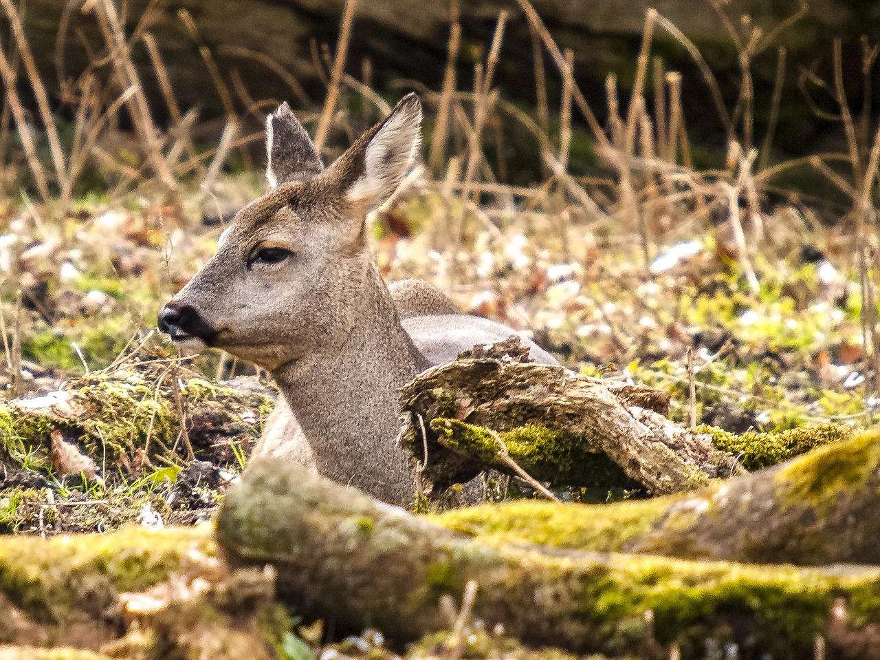 roe deer animal mammal free photo