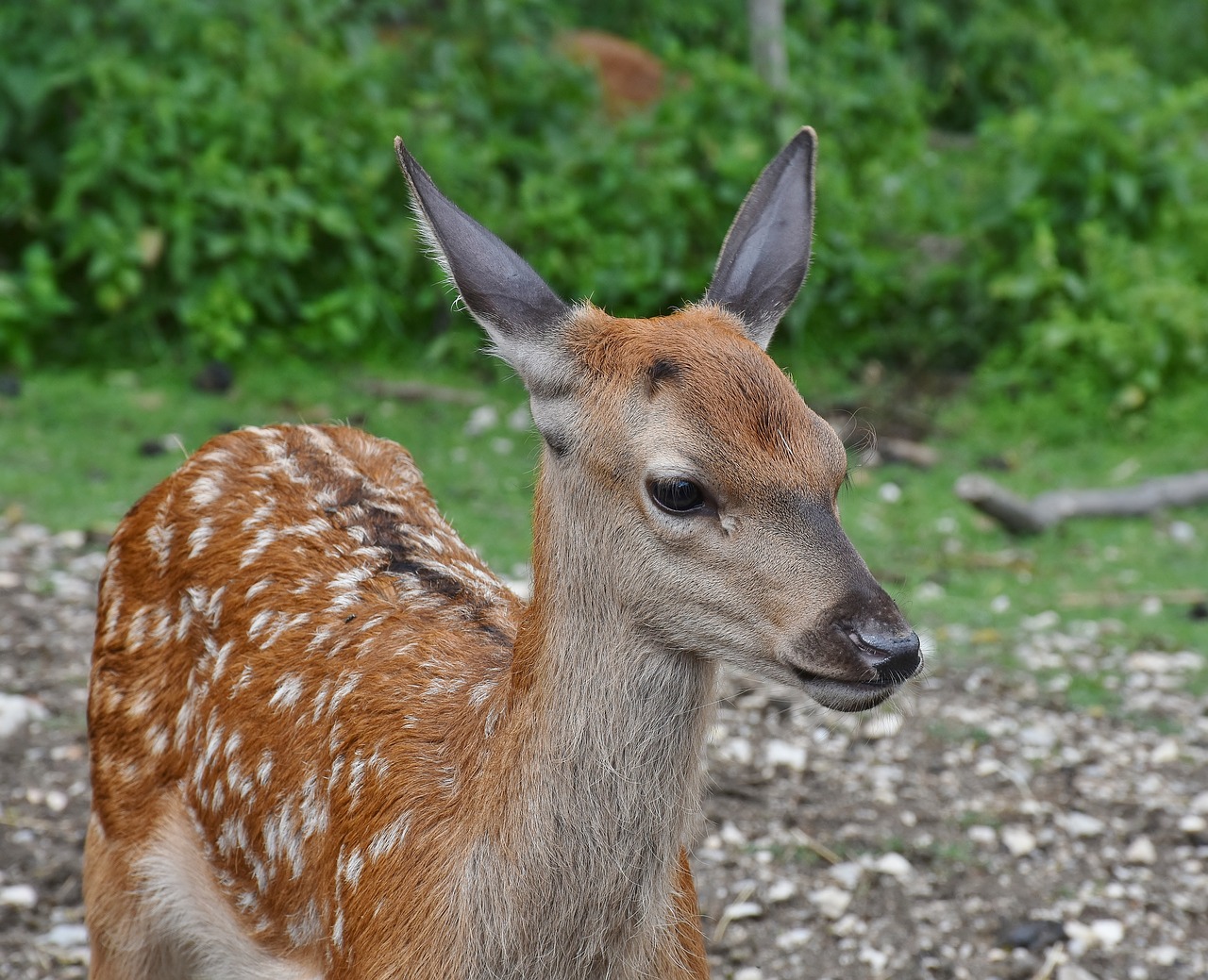 roe deer kitz young free photo