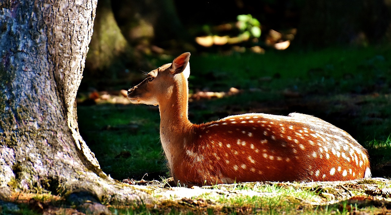 roe deer wild forest free photo