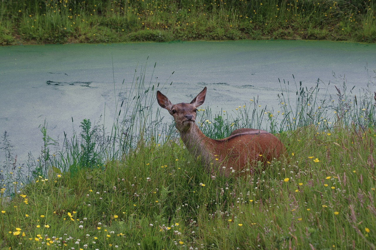 roe deer deer wildlife free photo