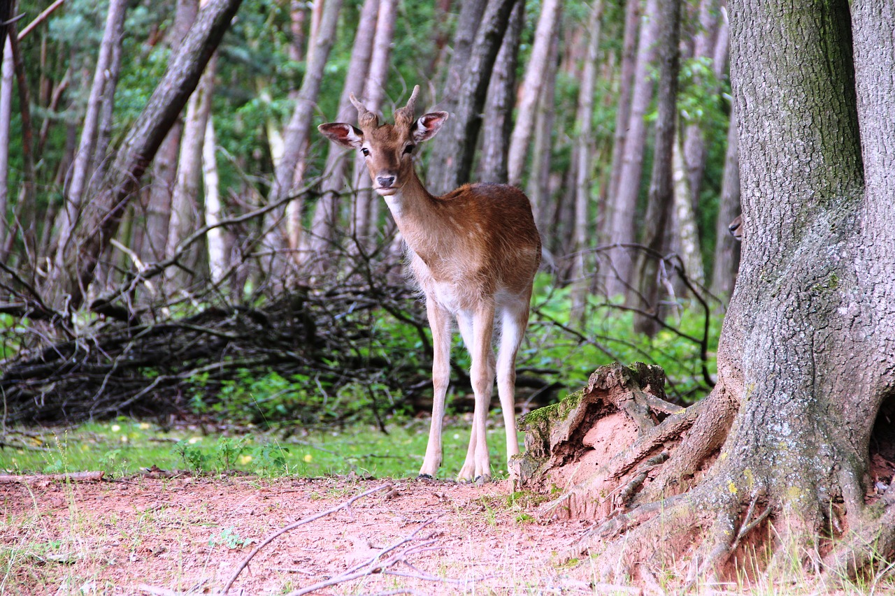 roe deer forest nature free photo