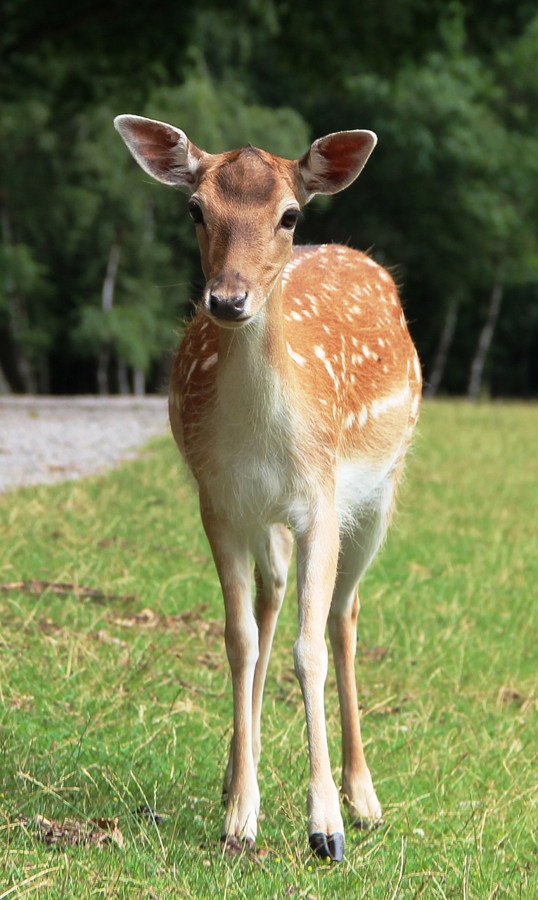 roe deer wild nature free photo