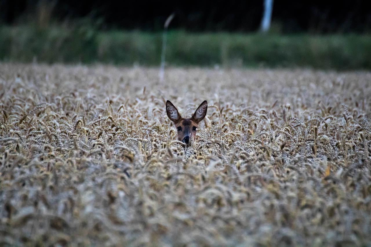 roe deer young deer nature free photo