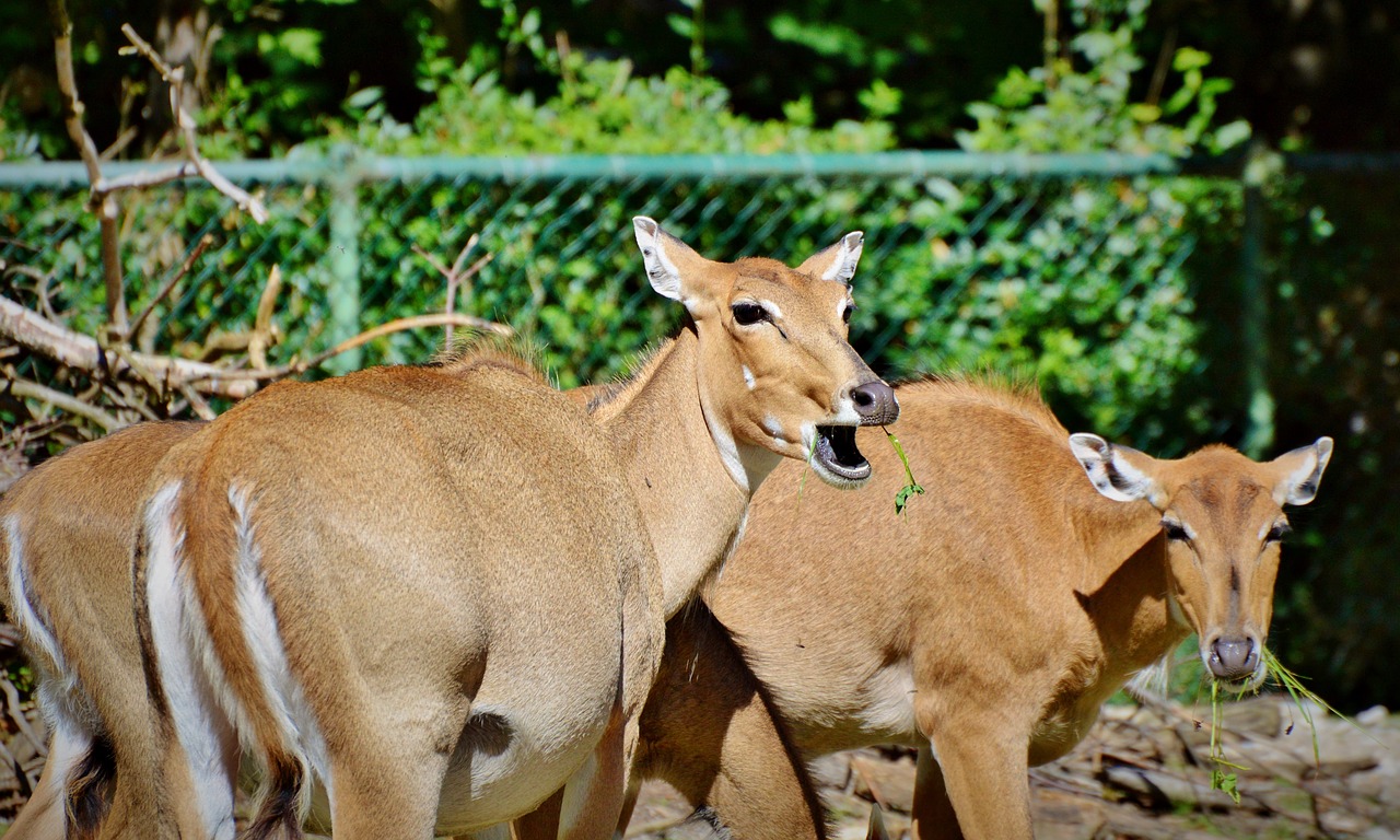 roe deer doe wild free photo