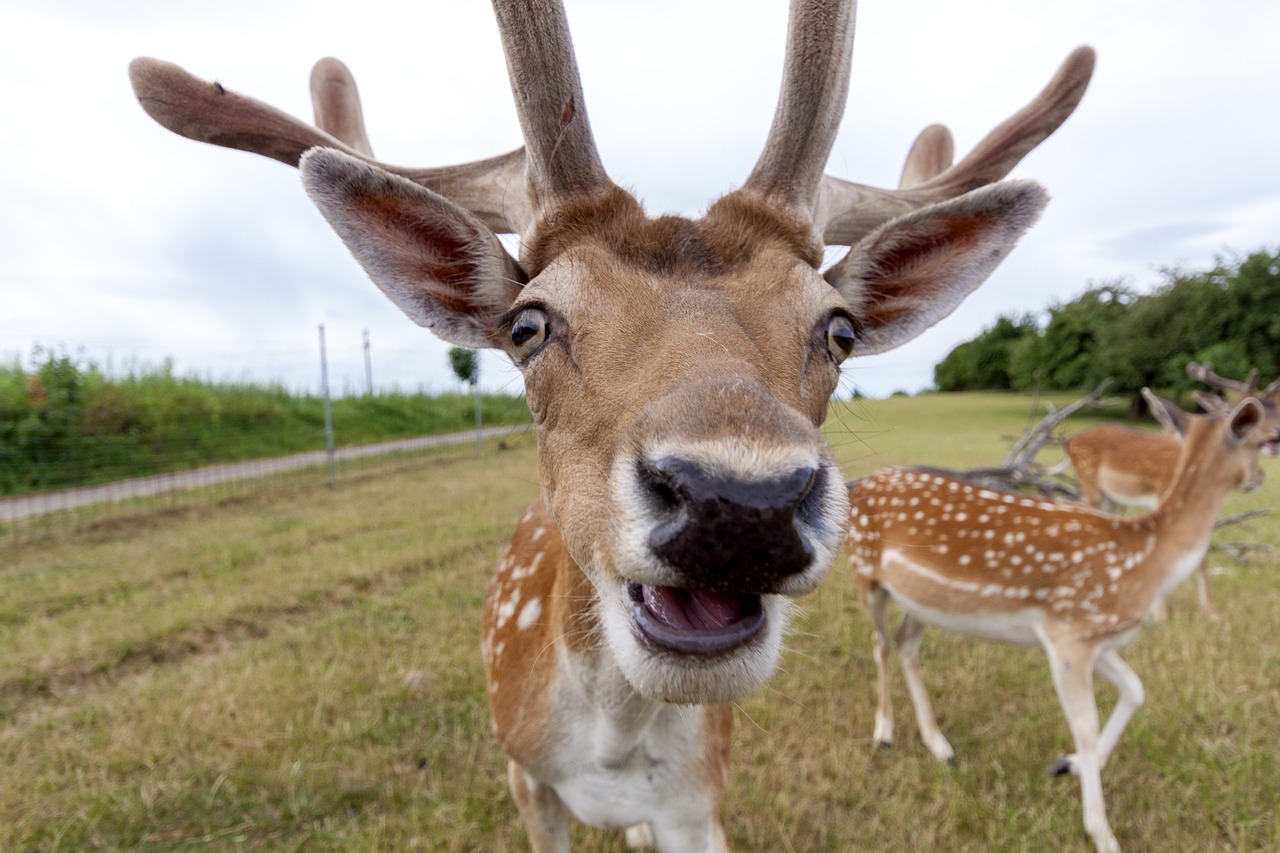 roe deer hirsch wild free photo