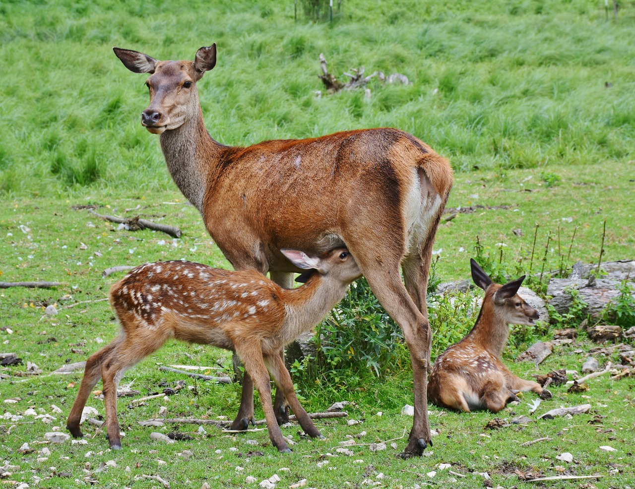 roe deer kitz wild free photo