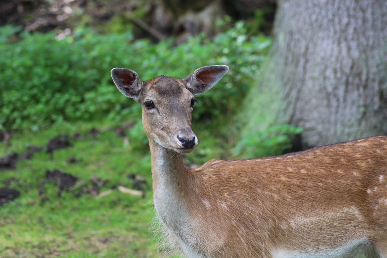 roe deer wild forest free photo