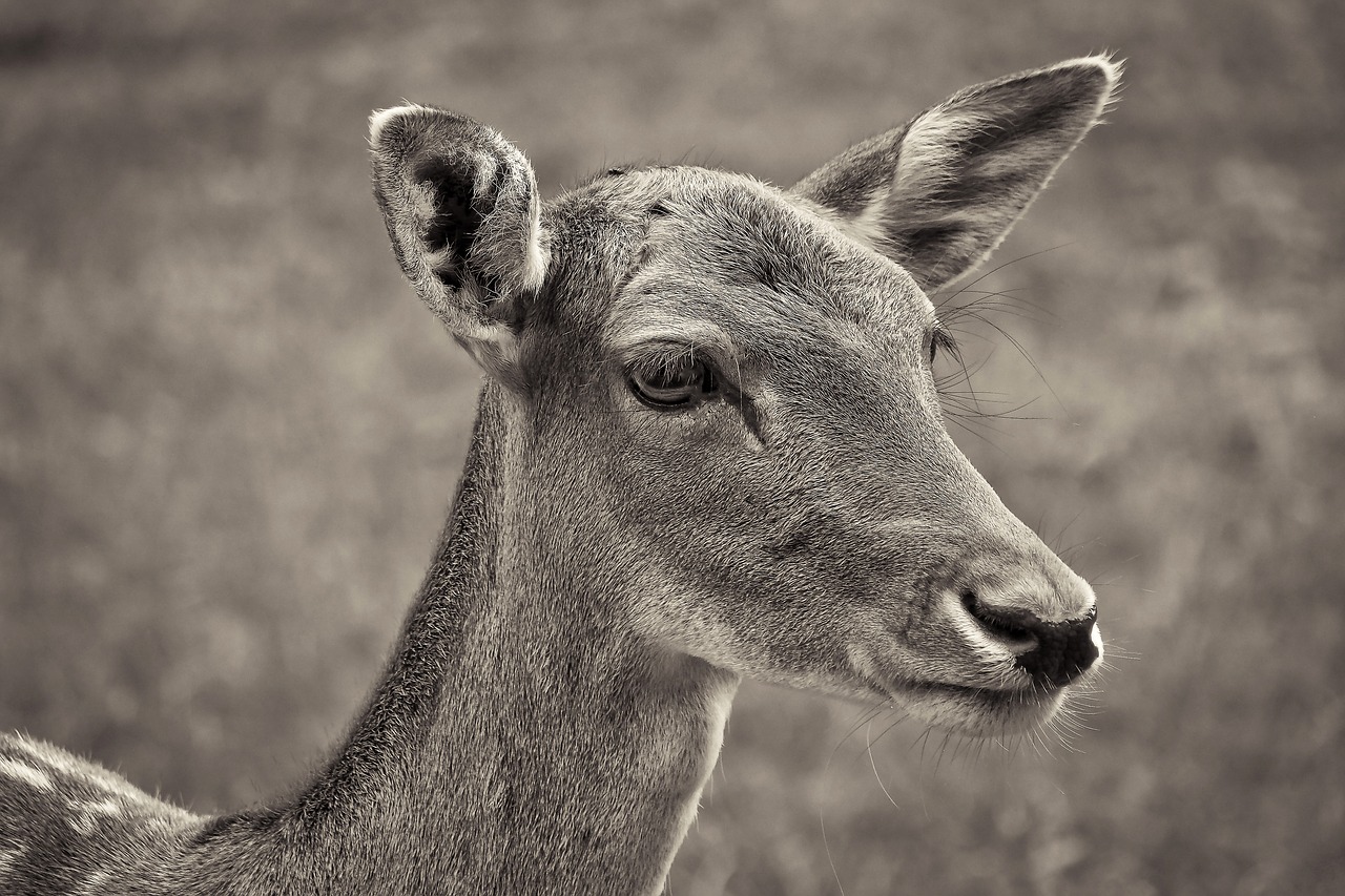 roe deer animal wild free photo