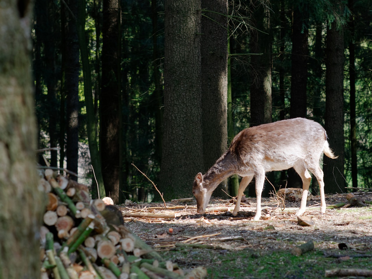 roe deer forest animal free photo