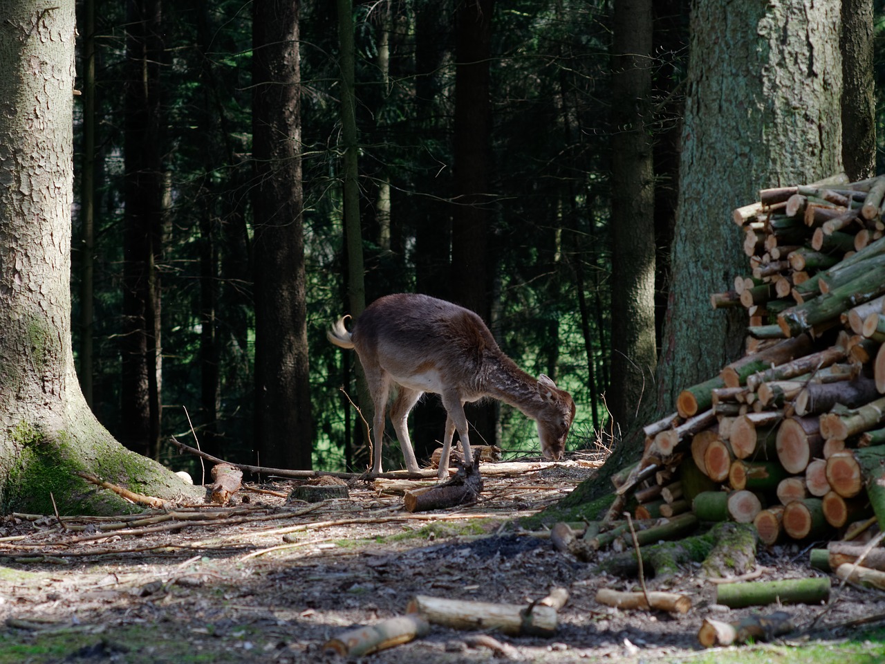 roe deer forest animal free photo