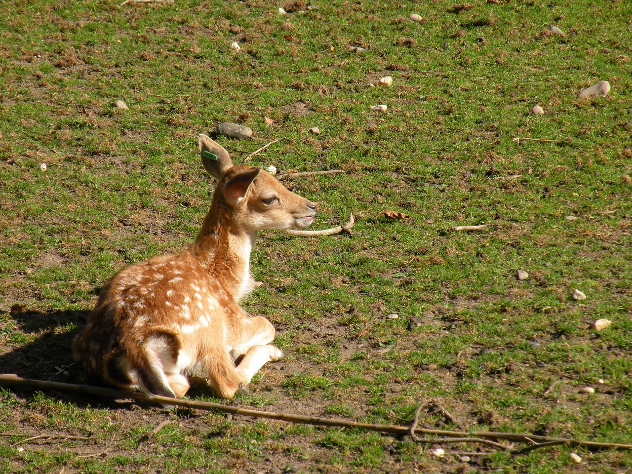 roe deer kitz bambi free photo