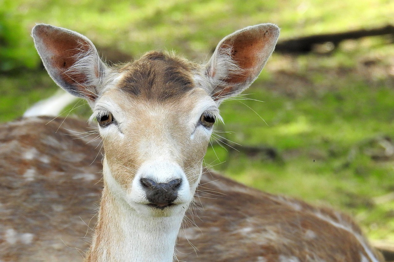 roe deer fallow deer animal free photo