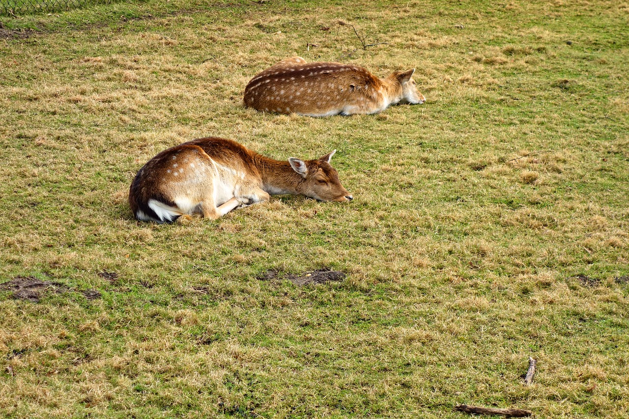 roe deer fawn roe deer fawn free photo