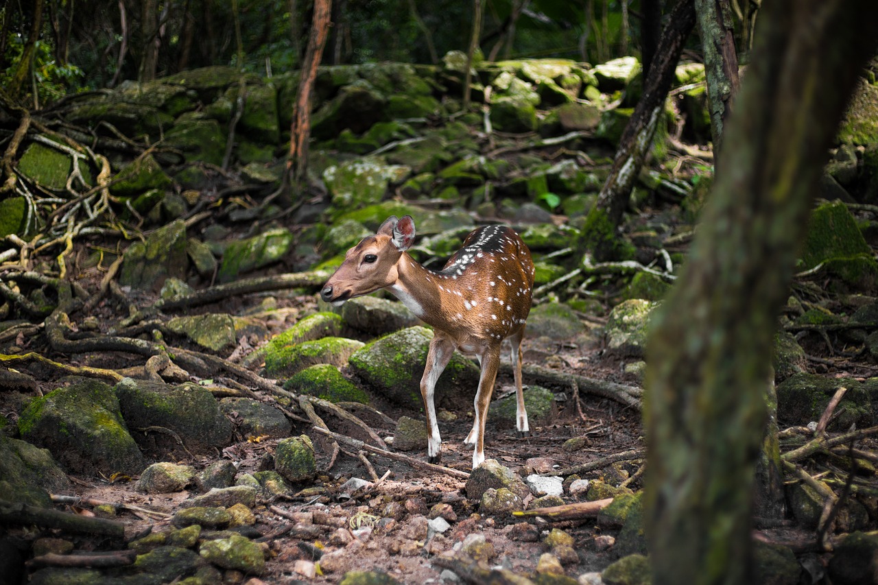 roe deer forest fawn free photo
