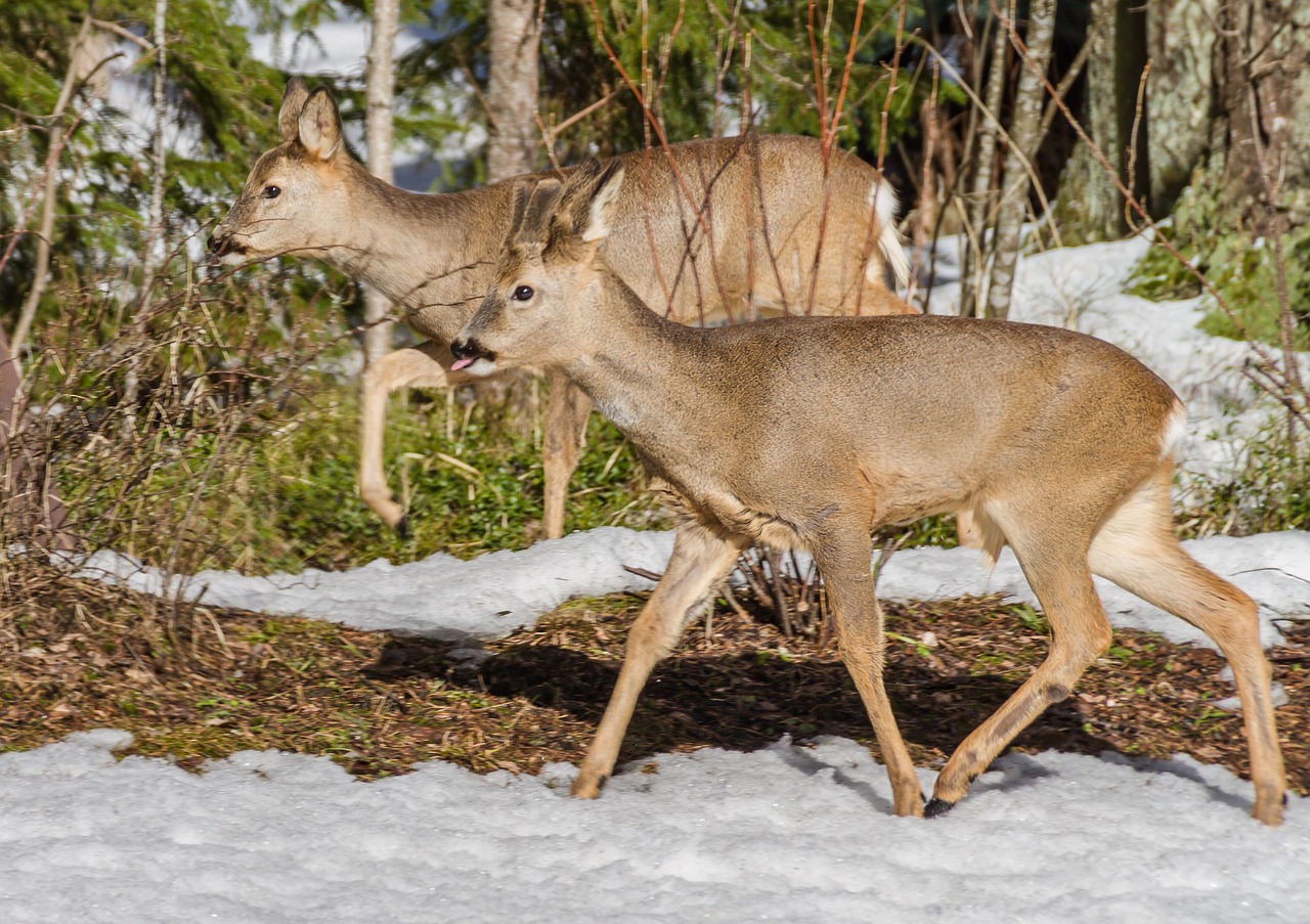 roe deer mammals wild animals free photo