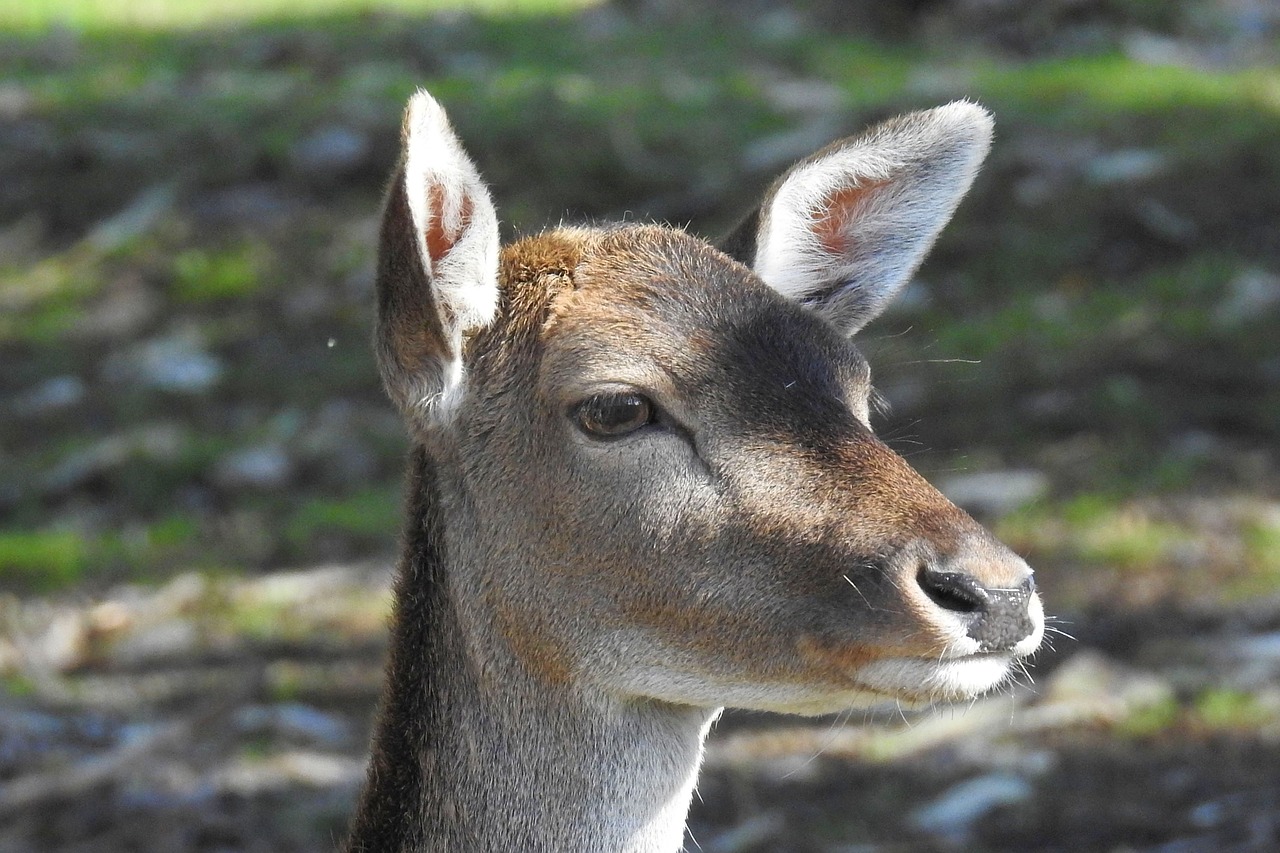 roe deer  fallow deer  nature free photo