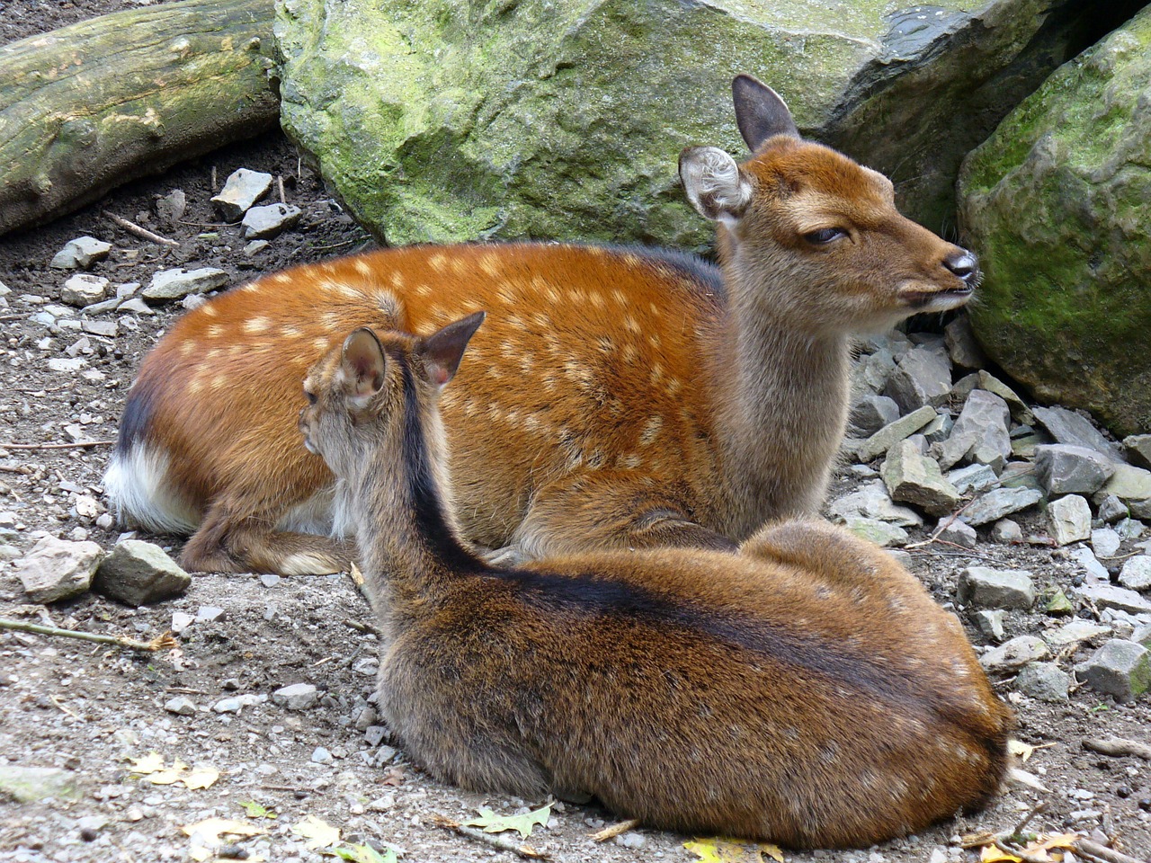 roe deer wild mammal free photo