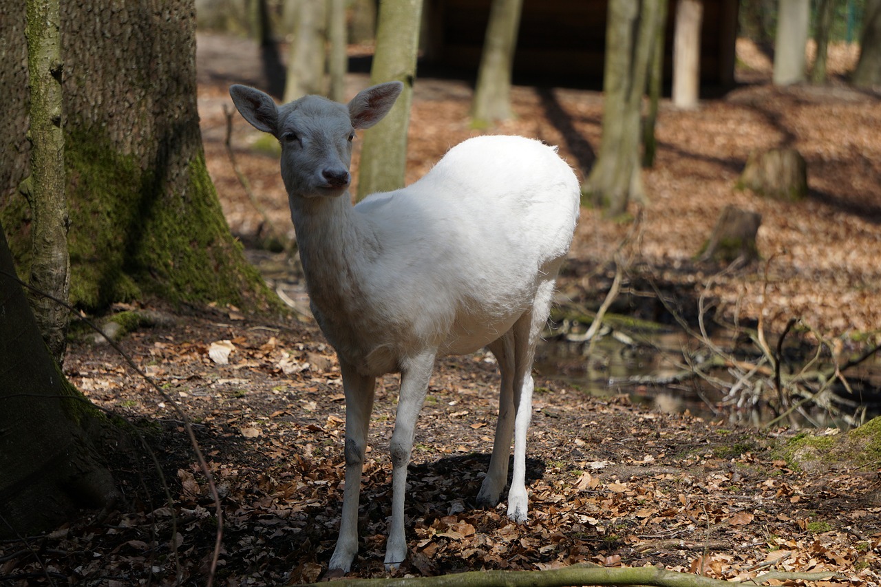 roe deer  mammal  nature free photo