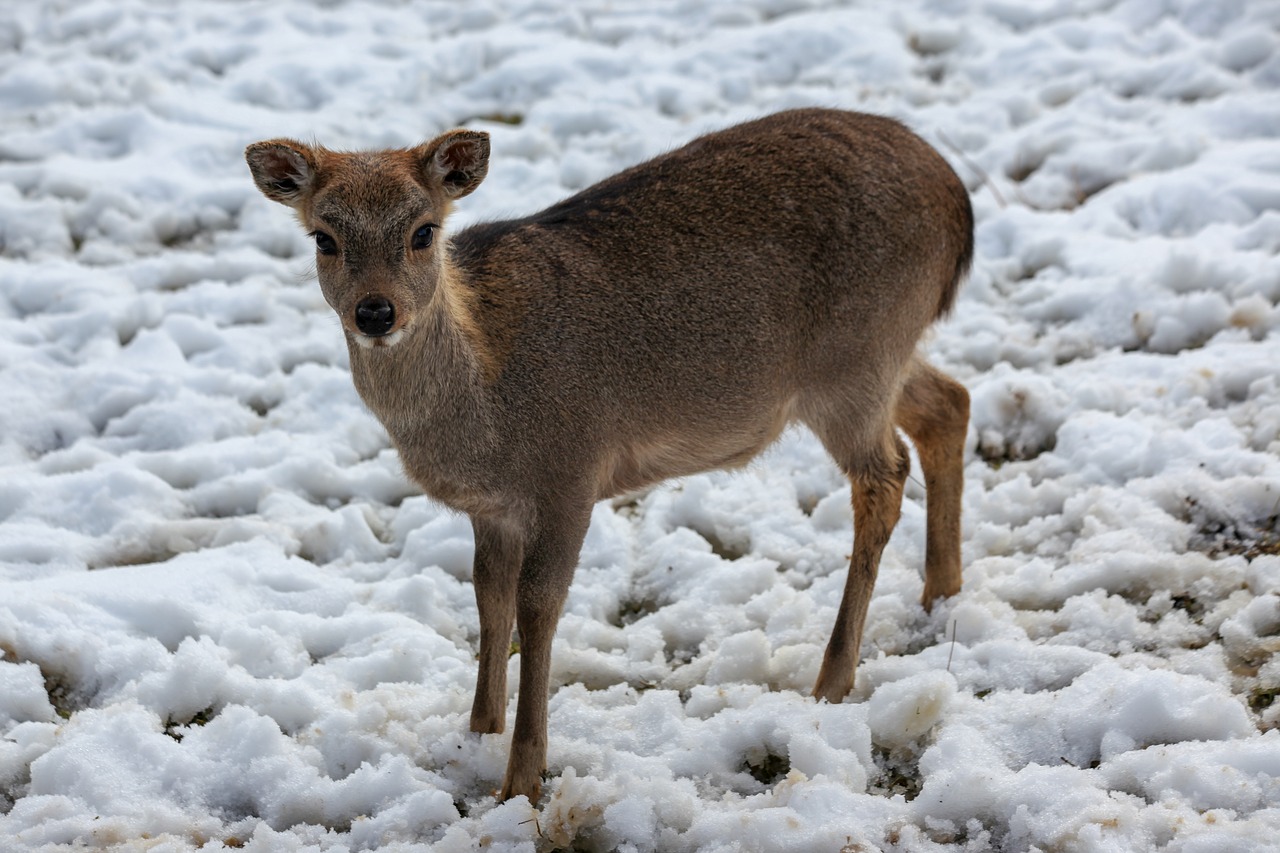 roe deer  winter  snow free photo