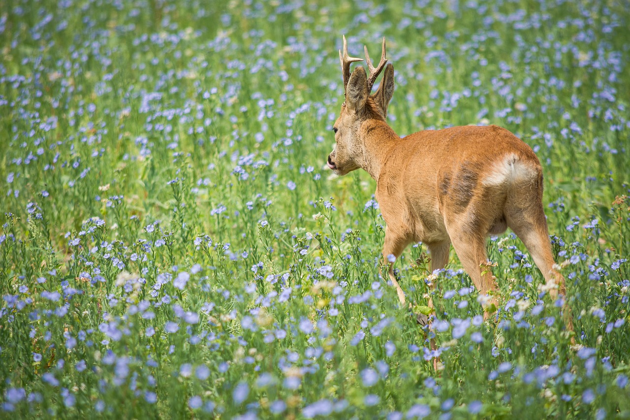 roe deer  meadow  wild animal free photo