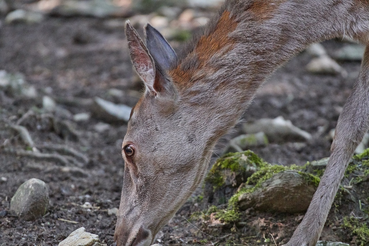 roe deer  eat  wild free photo