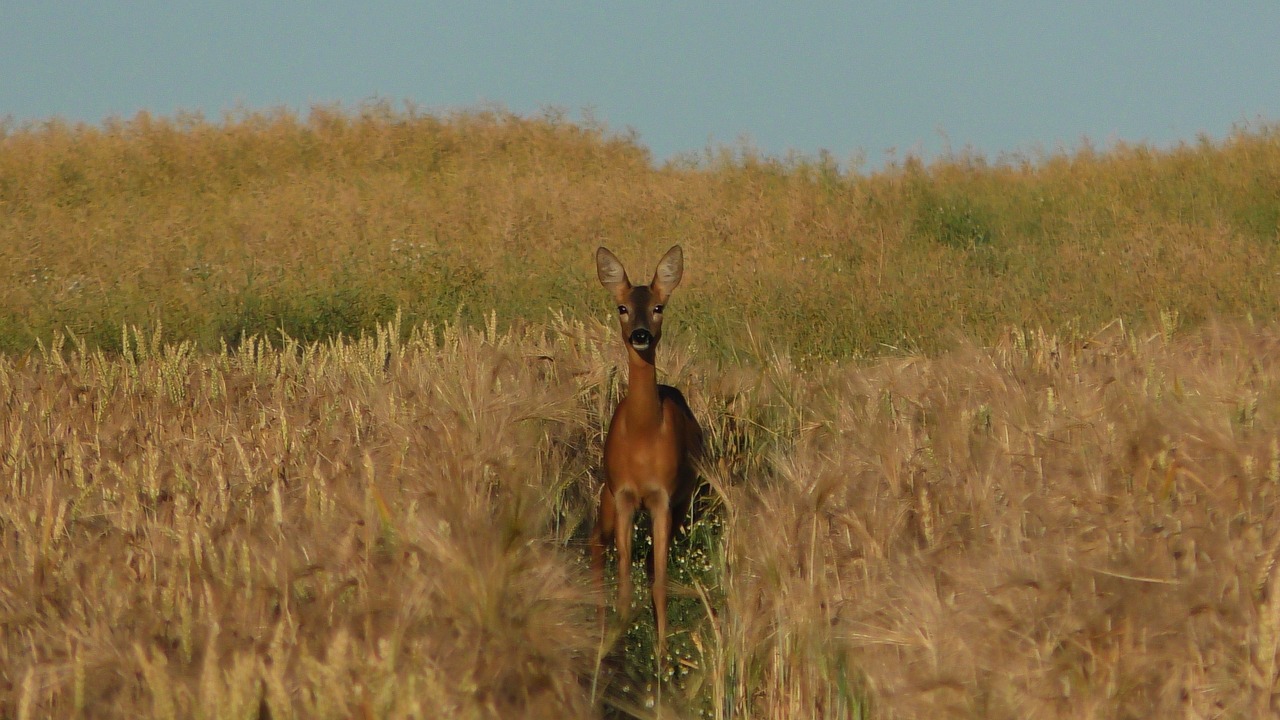 roe deer  deer in the cornfield  grain free photo