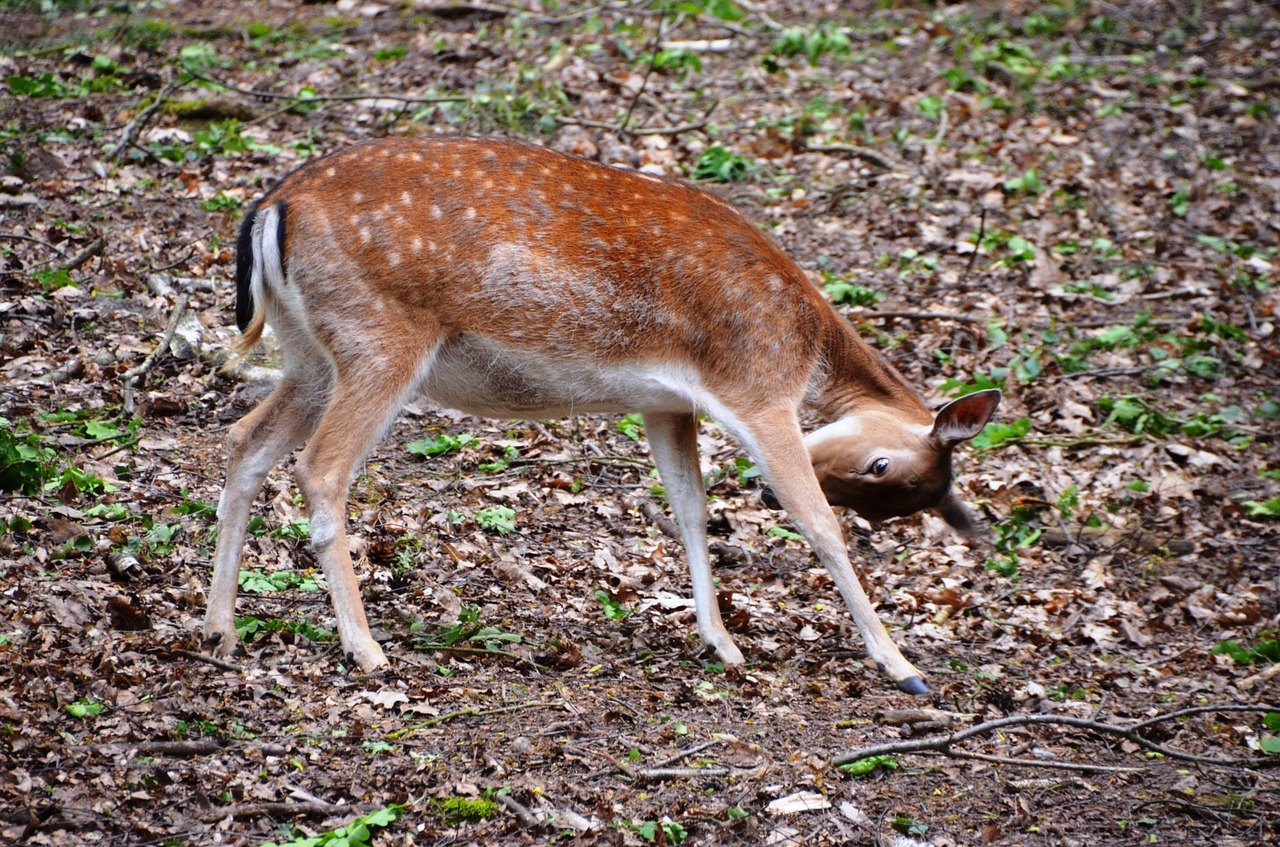 roe deer forest animal free photo