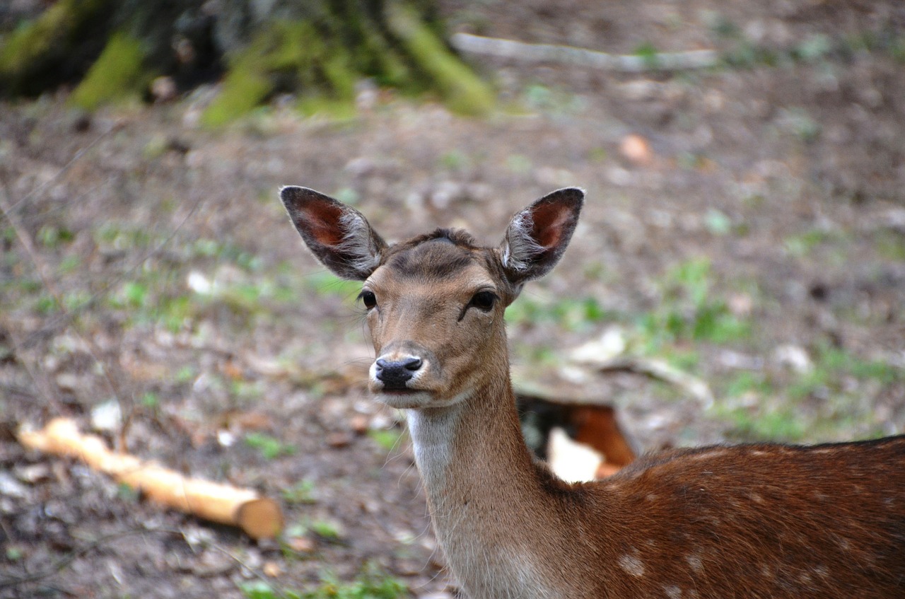 roe deer wild forest free photo