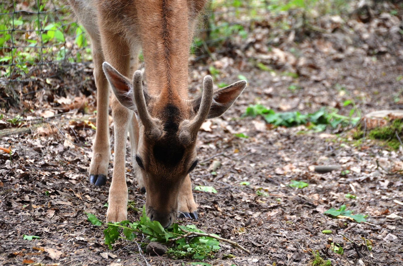 roe deer wild forest free photo