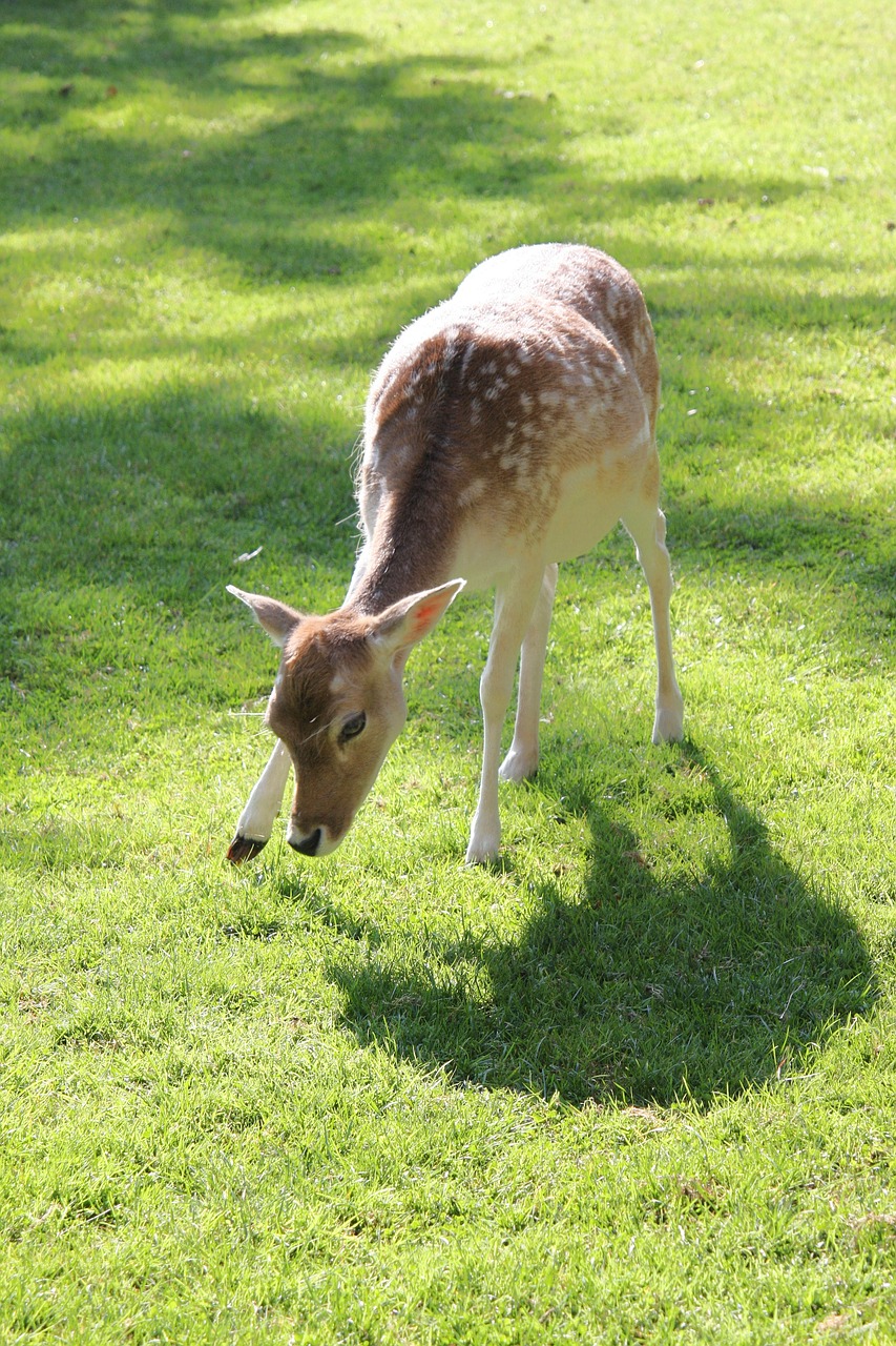 roe deer pasture meadow free photo