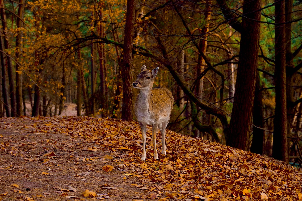 roe deer  autumn  wild free photo