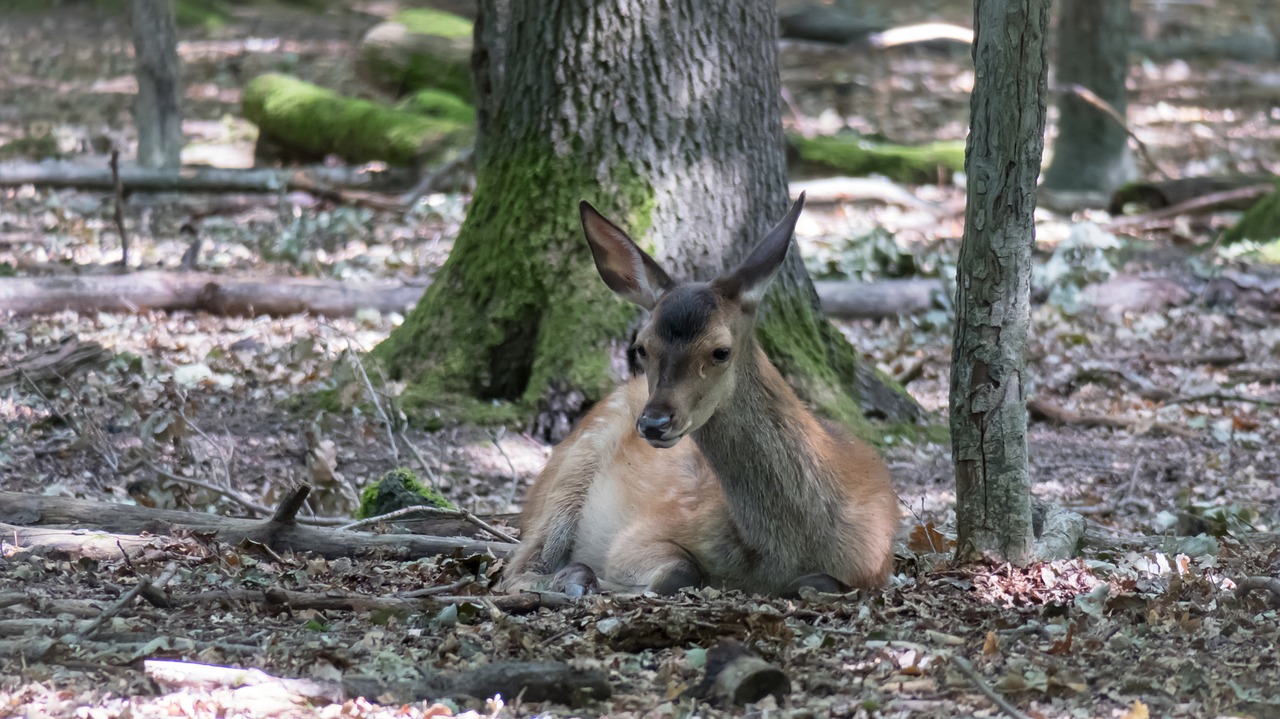 roe deer  forest  rest free photo