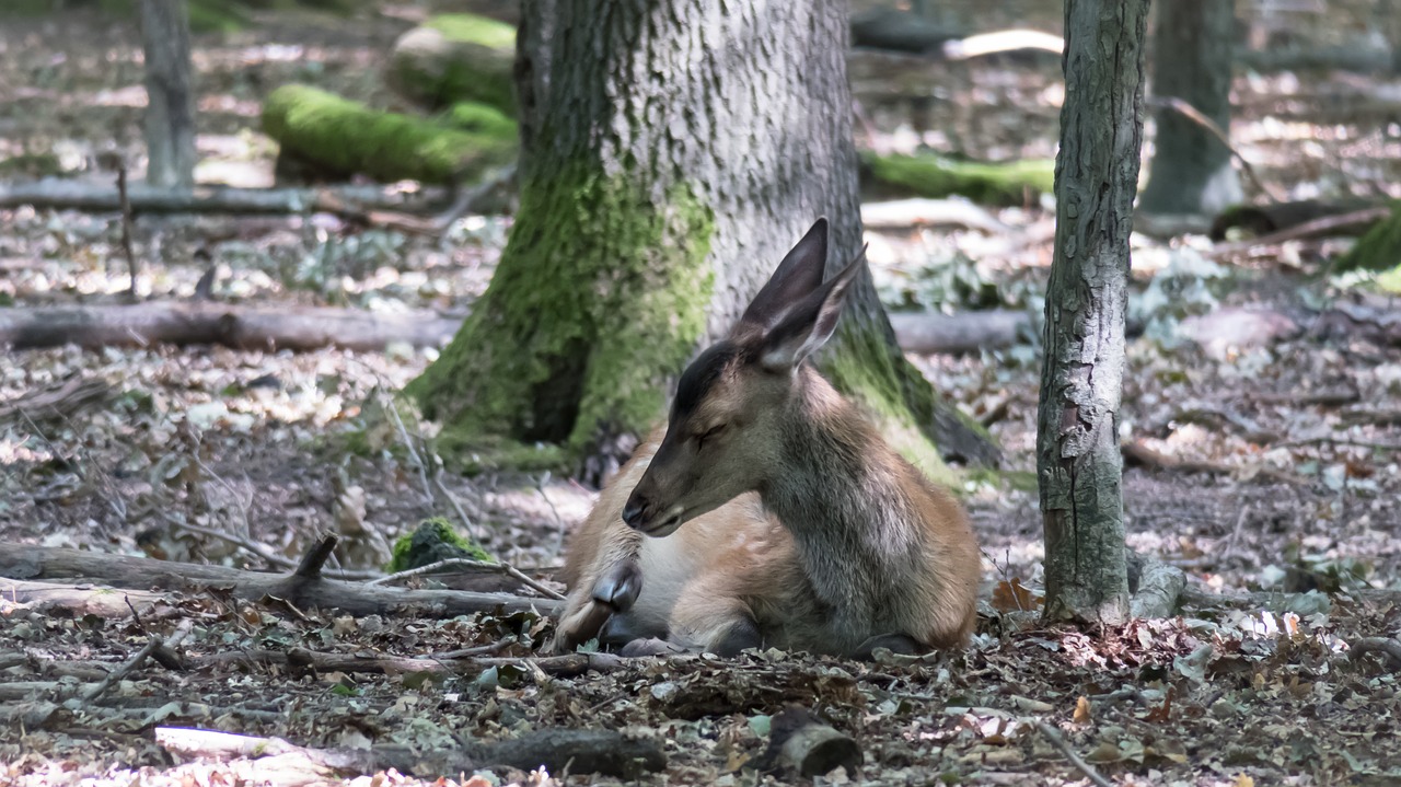 roe deer  forest  rest free photo