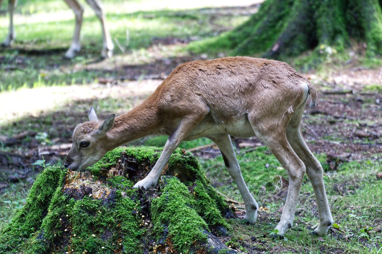 roe deer  nature  park free photo